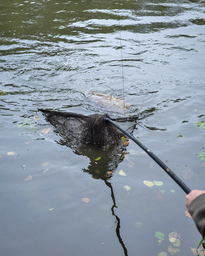 Epuisette Fox Lever-Lok Landing Net 42'' manche 2 parties - description 21