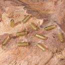 extra-carp-heli-beads-17mm-nipple-per-10