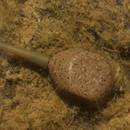 plomb-korda-square-pear-in-line