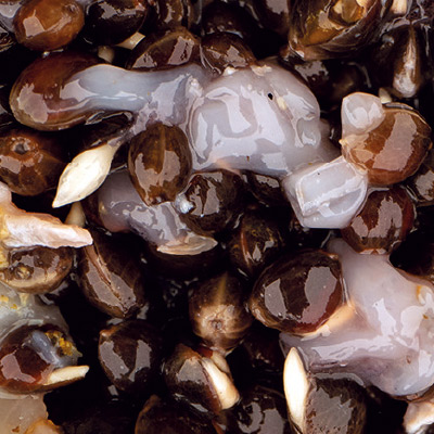 Graines Nash Scopex Squid Hemp 2.5L 3 Graines Nash Scopex Squid Hemp 2.5L -DYNAMITE BAITS b379686ead80aa11c3b3b087518f00efe3e9b956 243740amb2