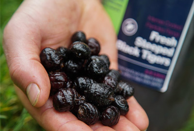 Graines CC Moore Sweet Black Tigers Fresh Range 2.5L 5 Graines CC Moore Sweet Black Tigers Fresh Range 2.5L -DYNAMITE BAITS d949722f0ab80e8549c524f6c07c400273dd414a 243292amb4