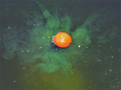 Booster Goo Halibut Haze Power Smoke 115ml 5 Booster Goo Halibut Haze Power Smoke 115ml -DYNAMITE BAITS db659c36f1a60c0c01629bc89acb136e4314b3e9 241004f