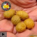 enterprise-tackle-tiger-nut-dense-per-5